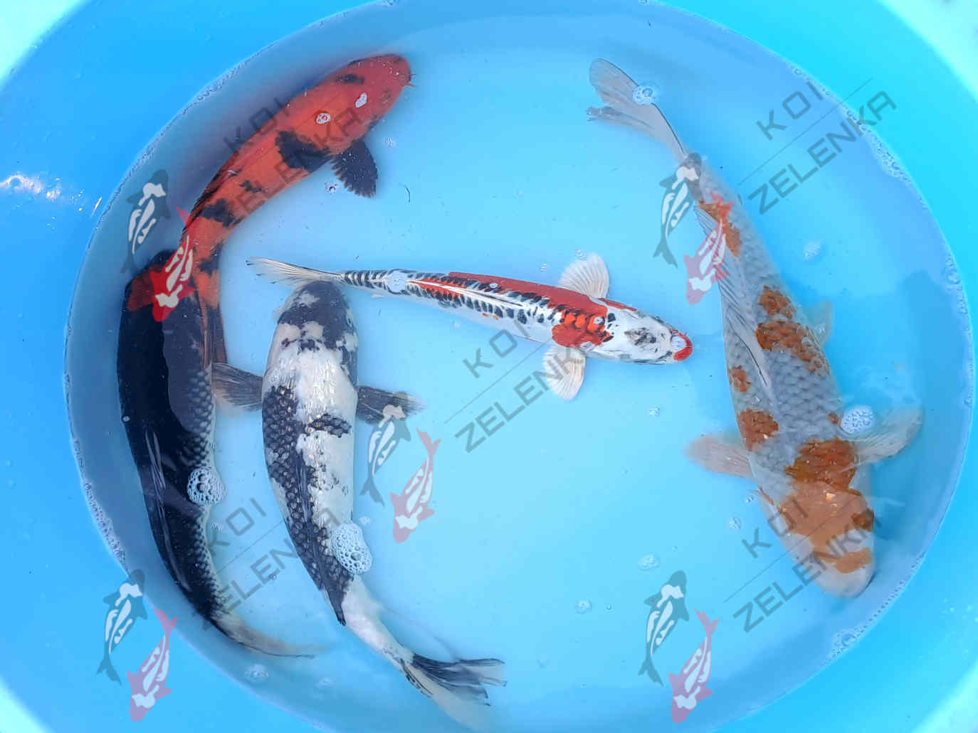 Koi - mix